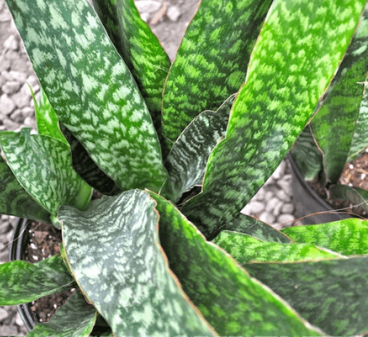 Sanseveria Jaboa