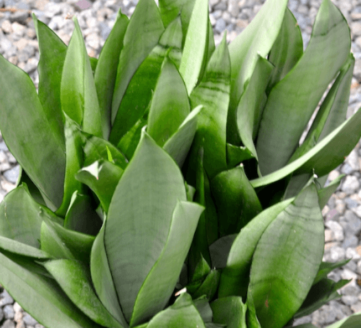 Sanseveria Moonshine