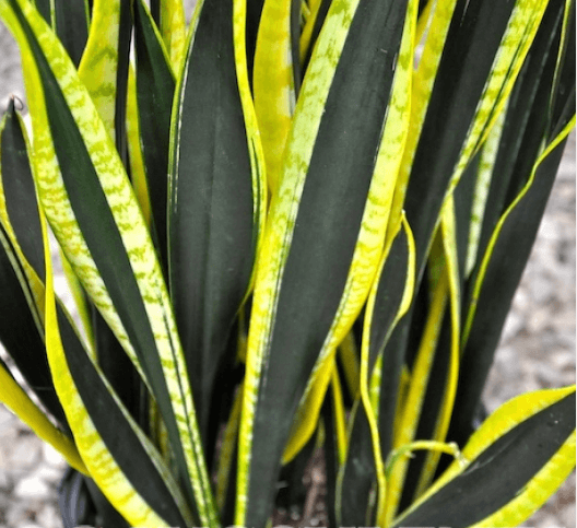 Sanseveria Black Gold Extreme