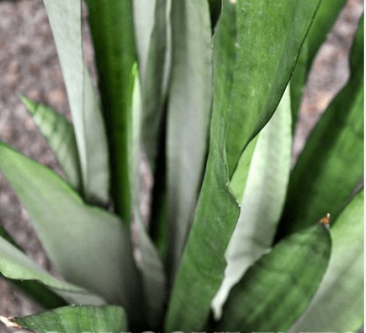 Sanseveria Silber Queen