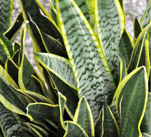 Sanseveria Laurentii