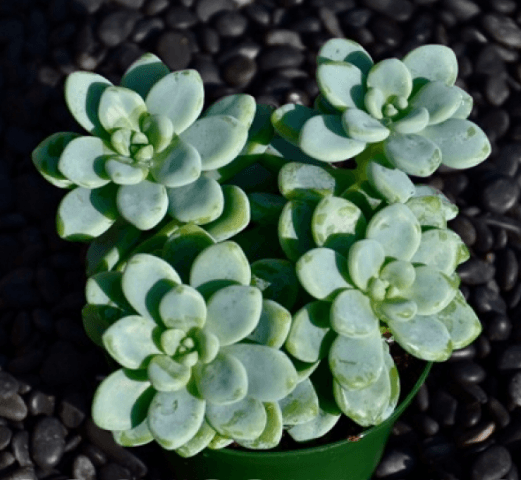 Sedum Clavatum