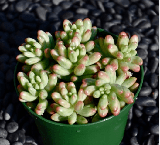 Sedum Rubrotinctum Aurora