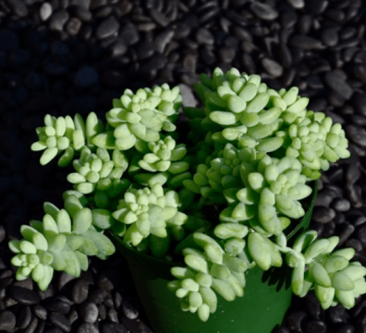 Sedum Morganianum