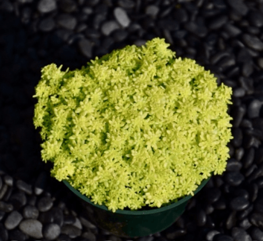 Sedum De Oro