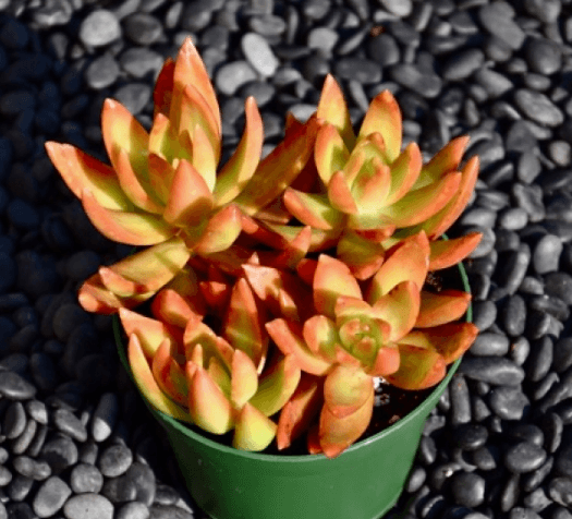 Sedum Nussbaumerianum