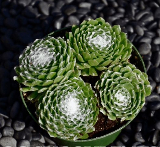 Sempervivum Arachnoideum