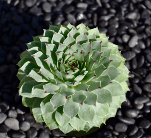 Sempervivum Calcareum