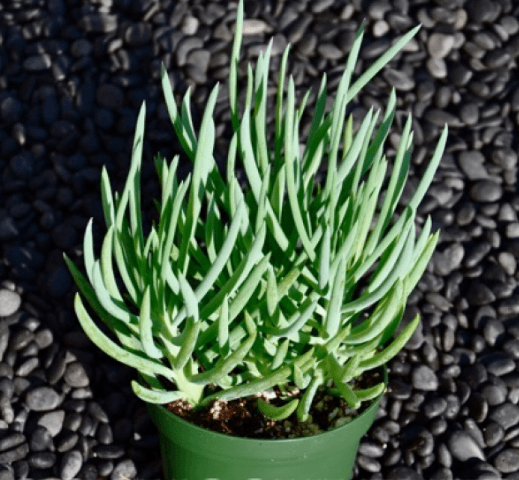 Senecio Vitalis