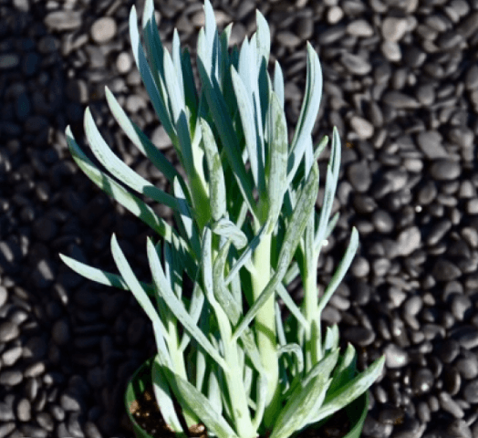 Senecio Mandraliscae