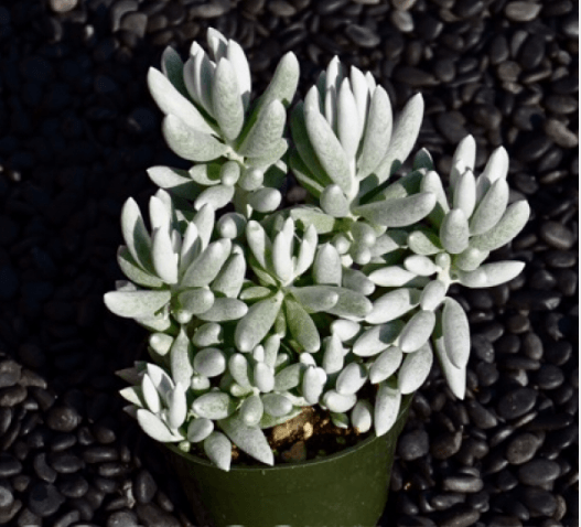 Senecio Haworthii