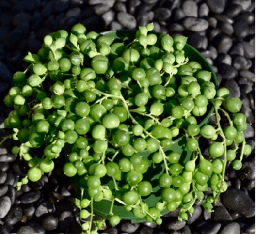 Senecio Rawleyanus