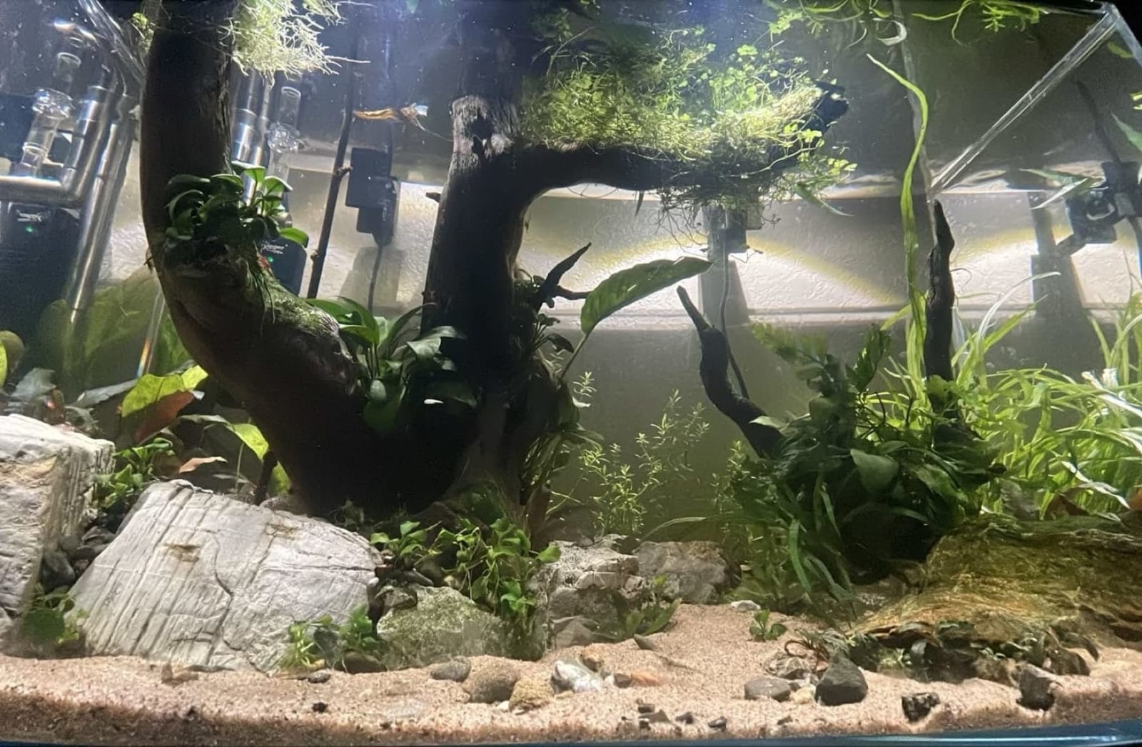 Water changed and some new plants · Jun 7, 2026