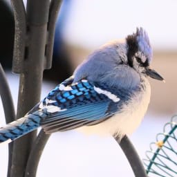 ZeeBird