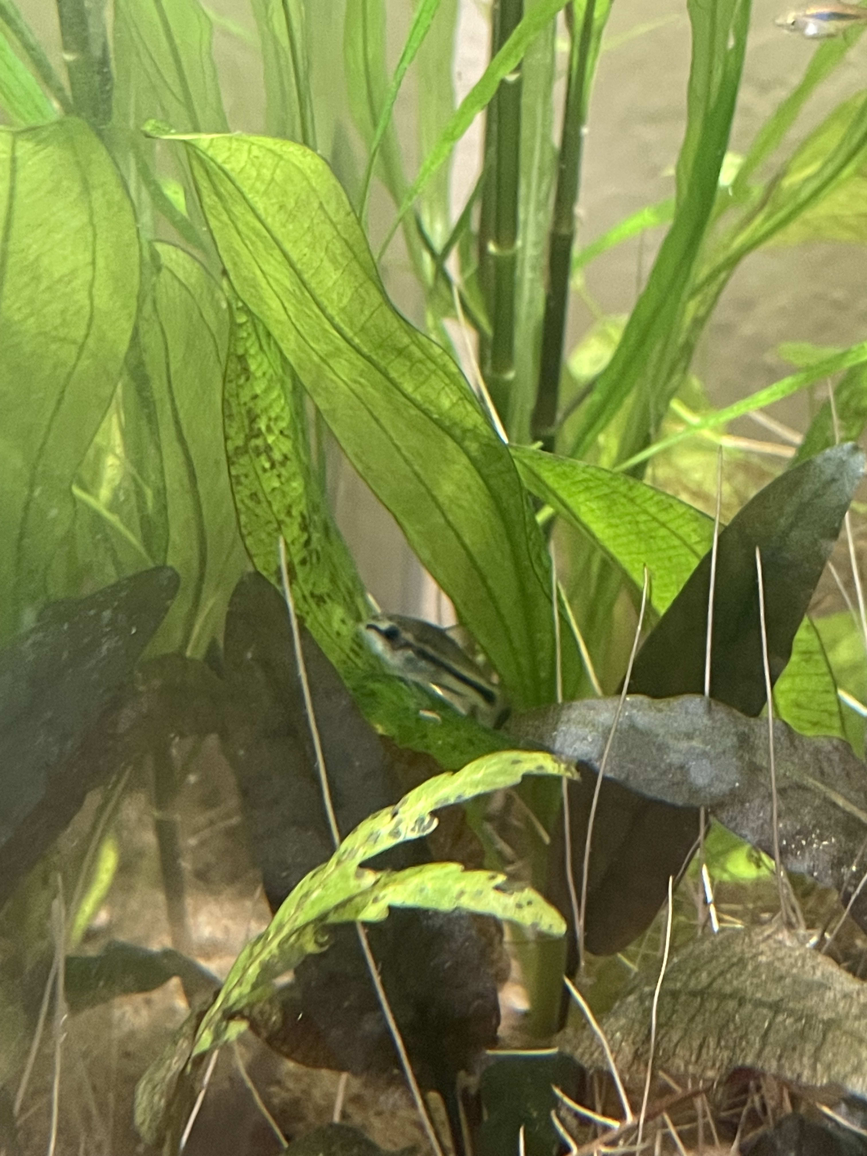 Pygmy Corydoras