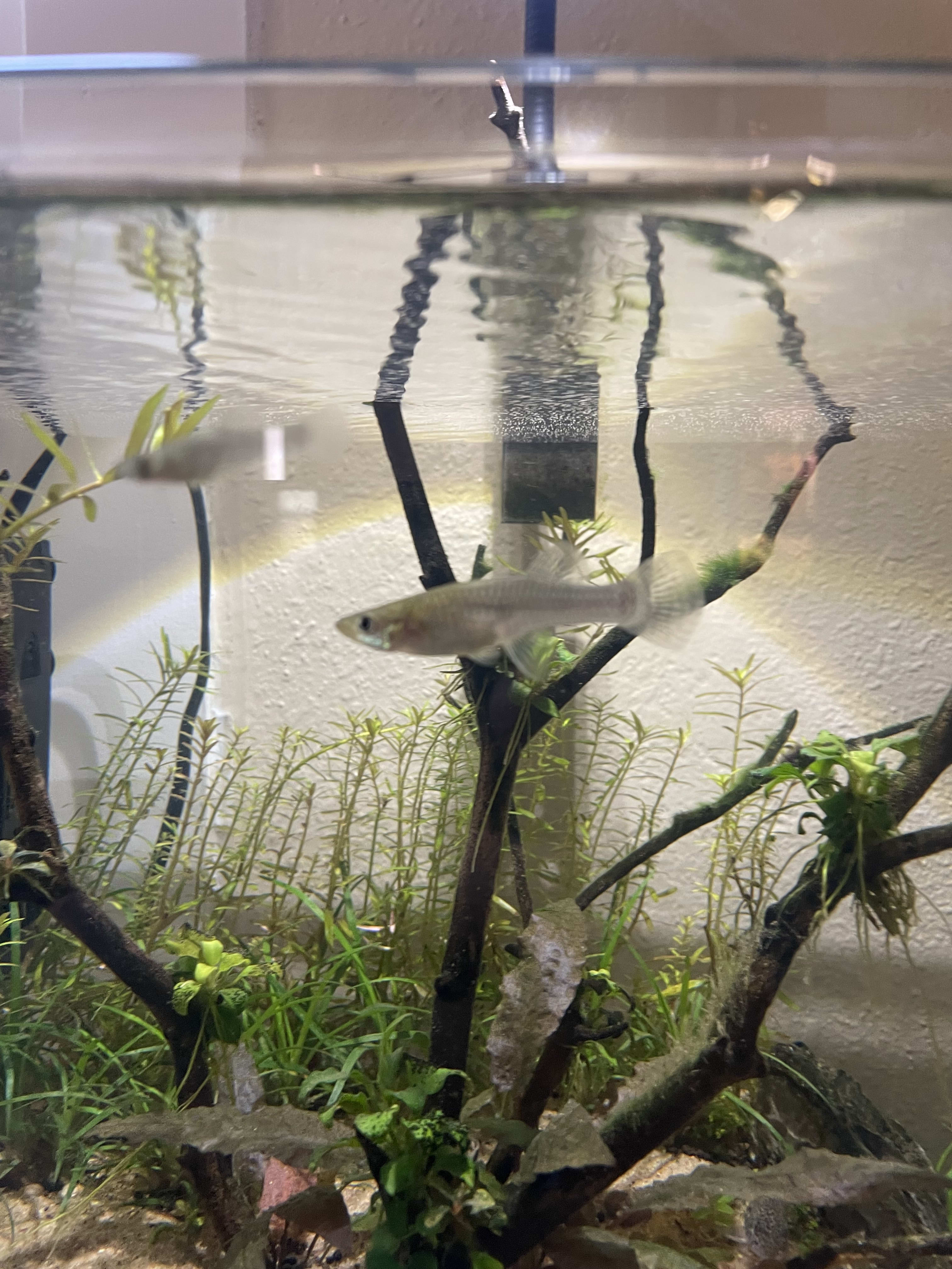 Mosquitofish