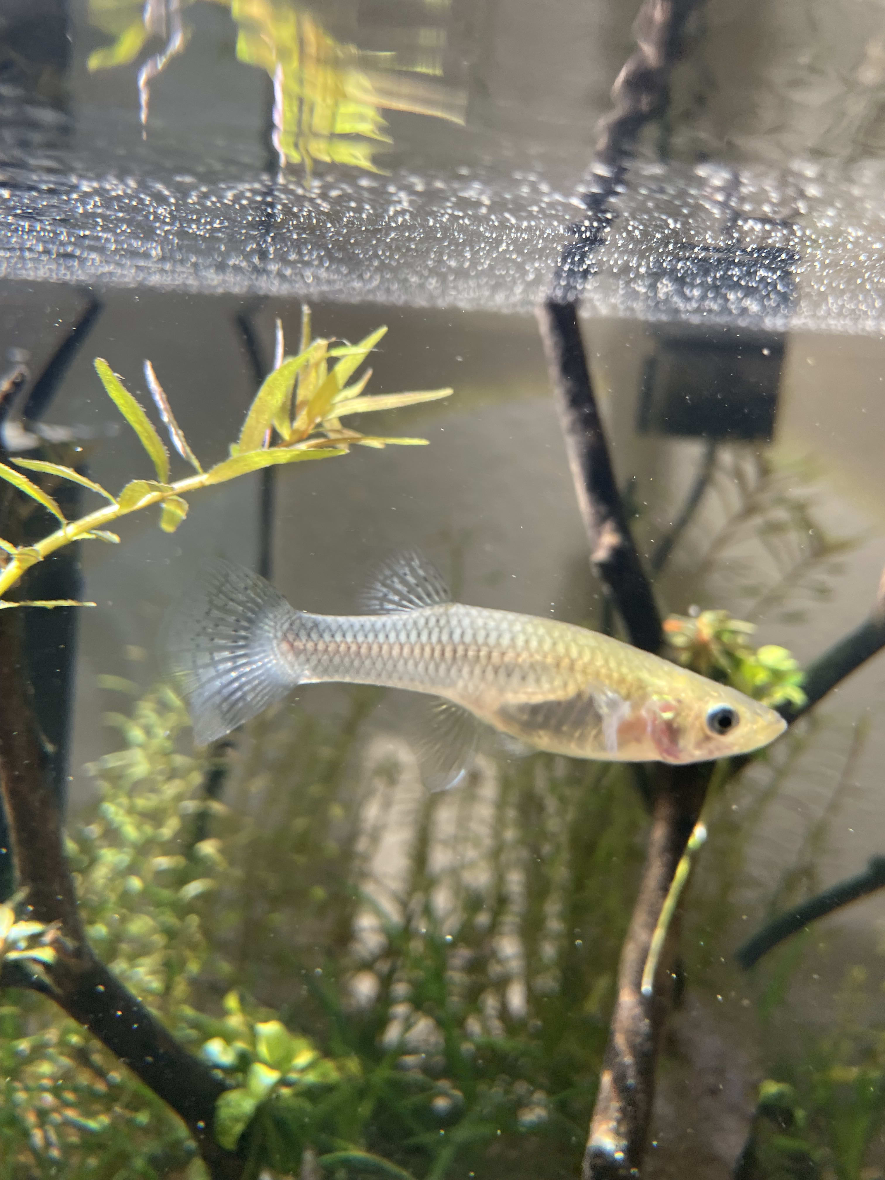 Mosquitofish