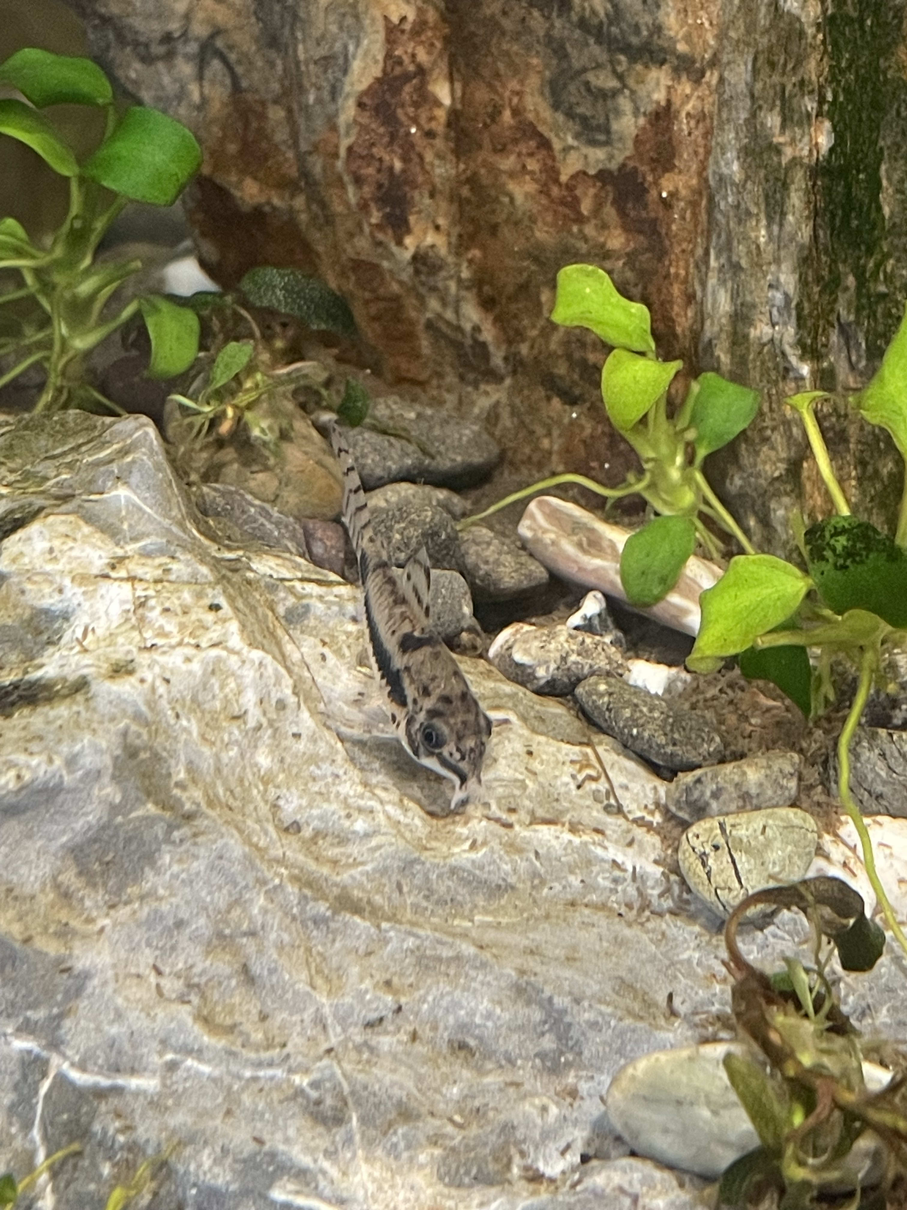 Salt & Pepper Corydoras