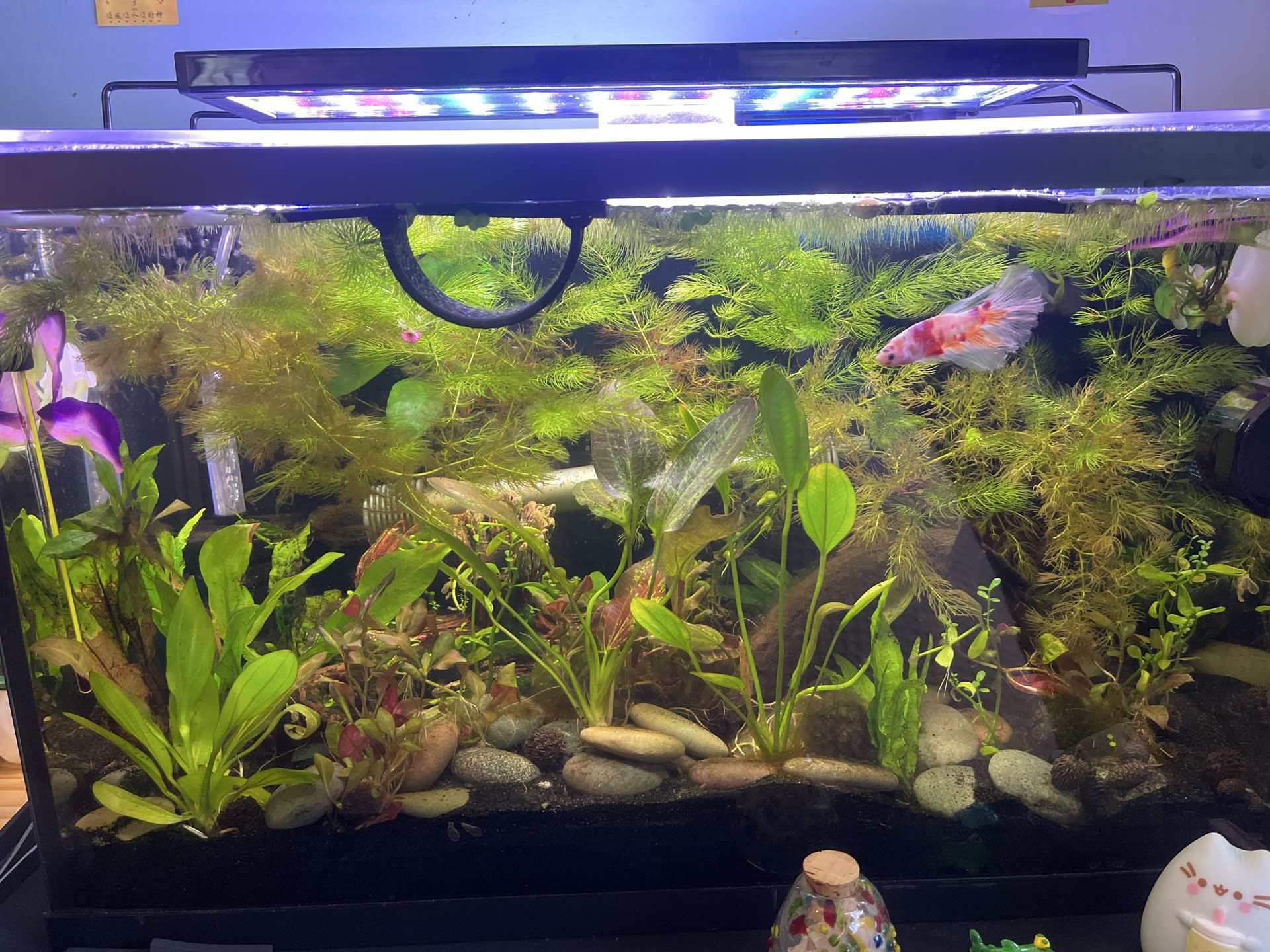 Planted Betta Tank