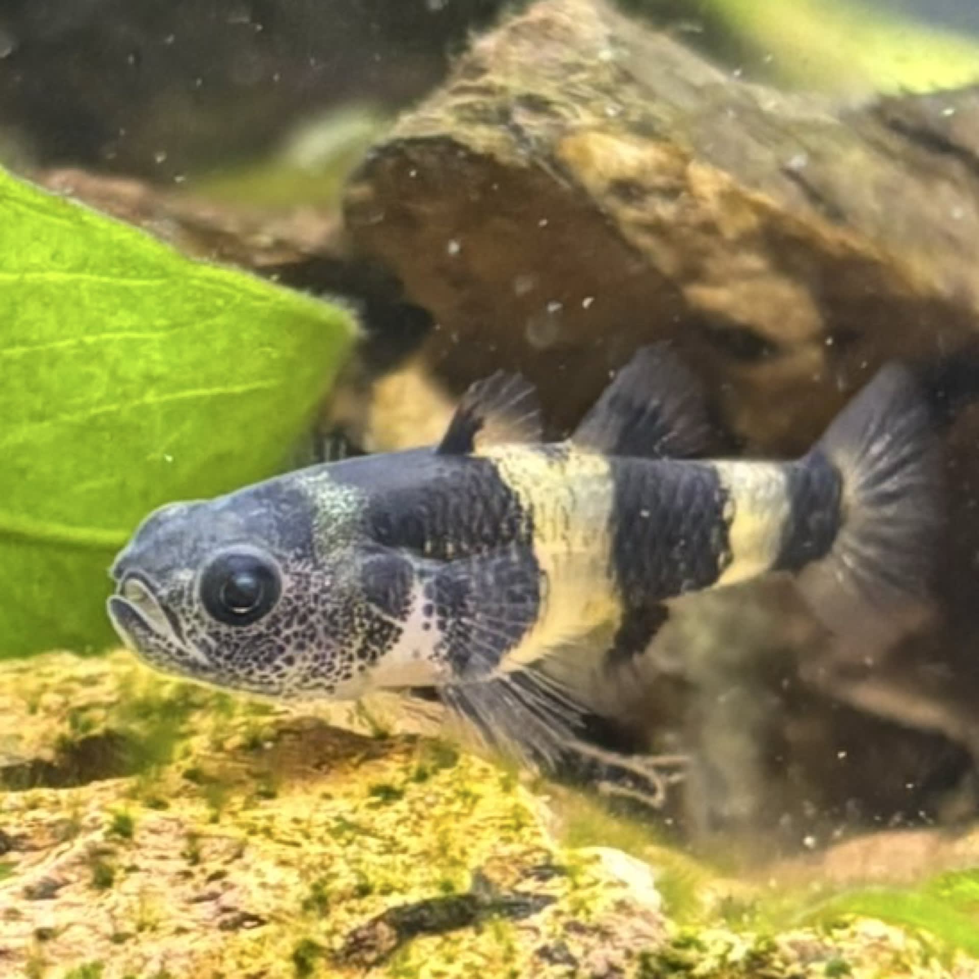 Bumblebee Goby