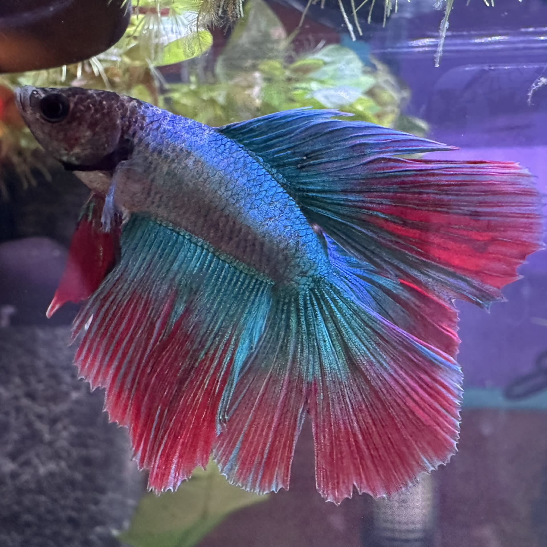 Halfmoon Betta