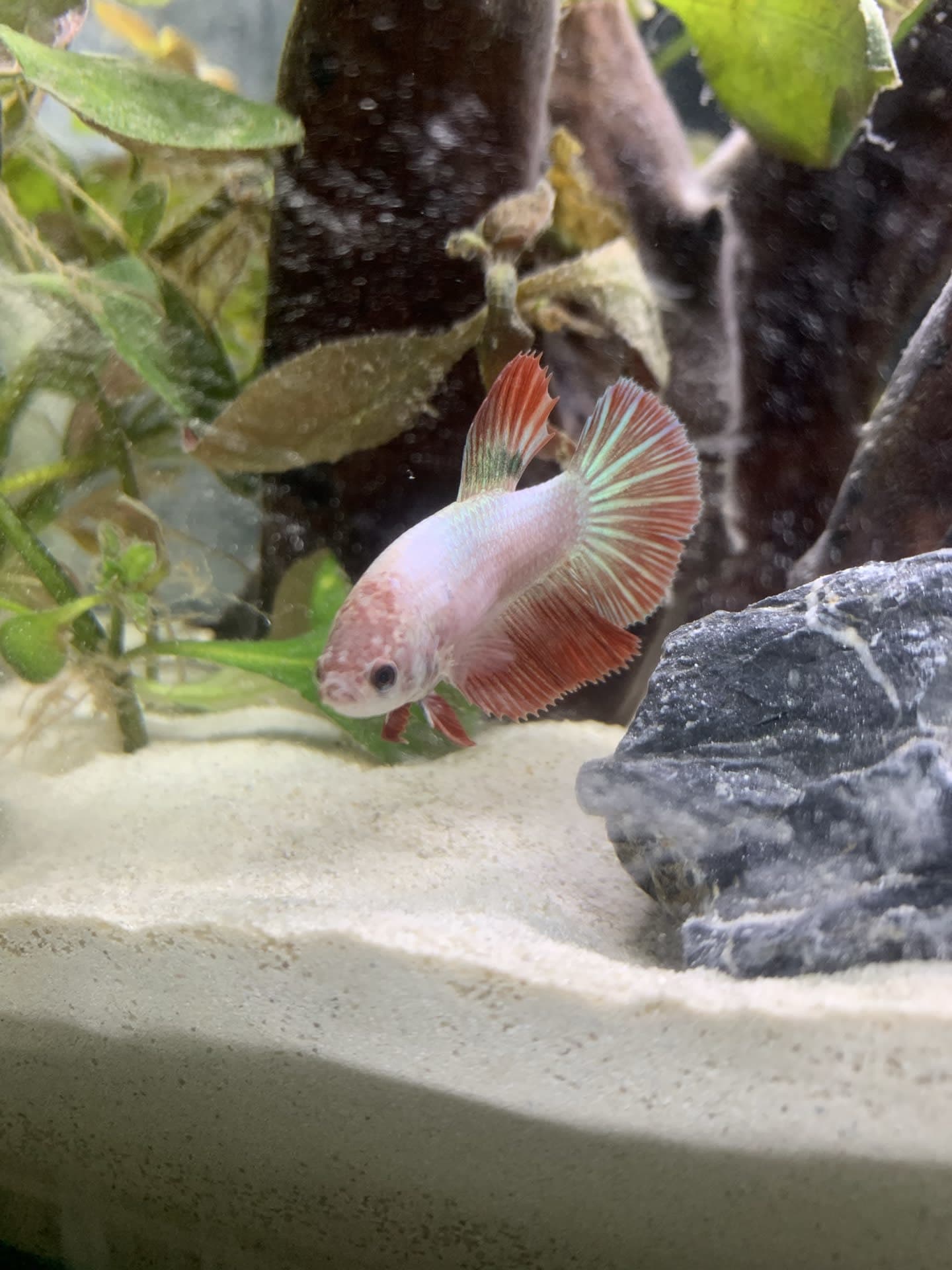 Community betta tank
