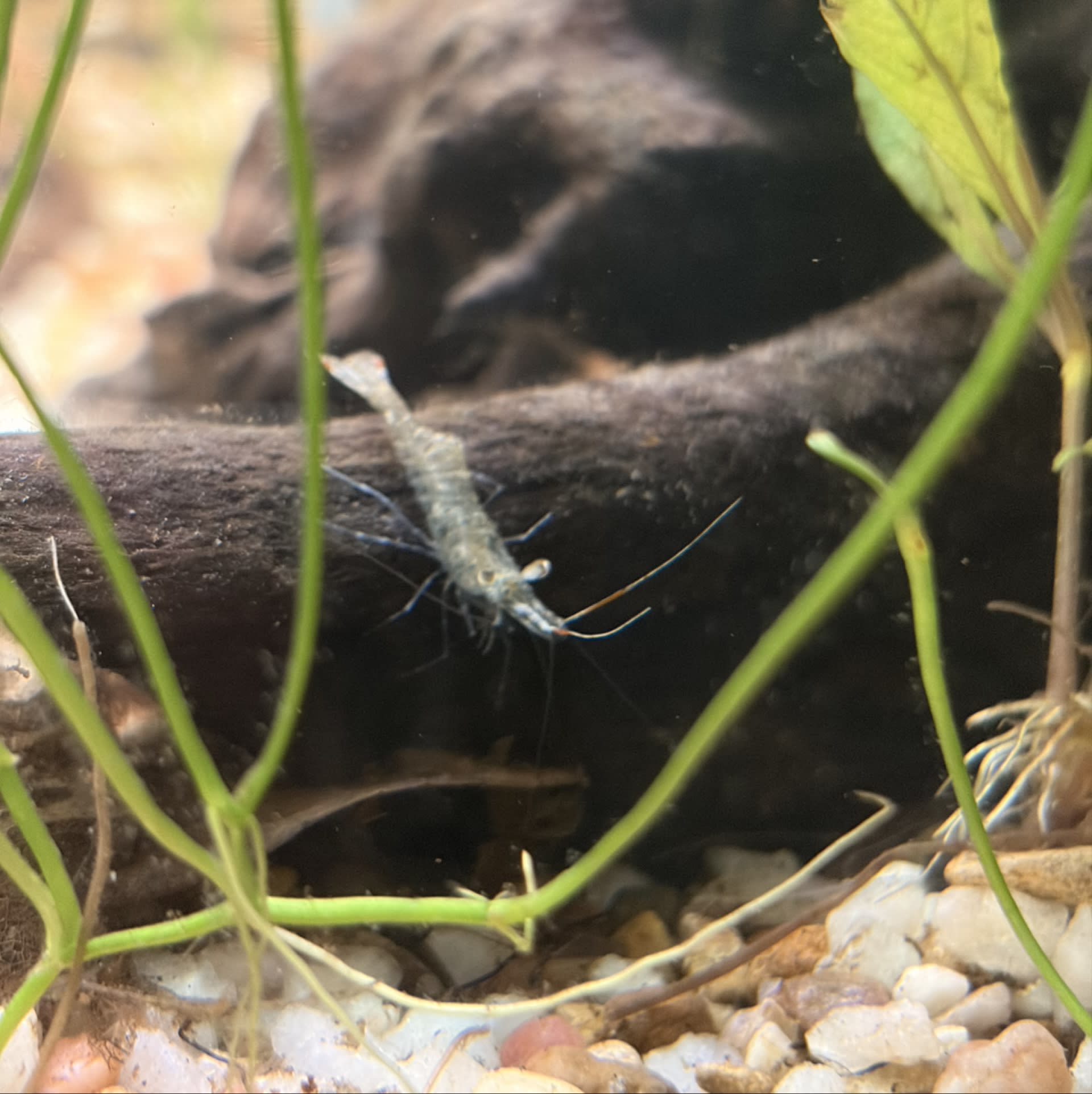 Ghost Shrimp