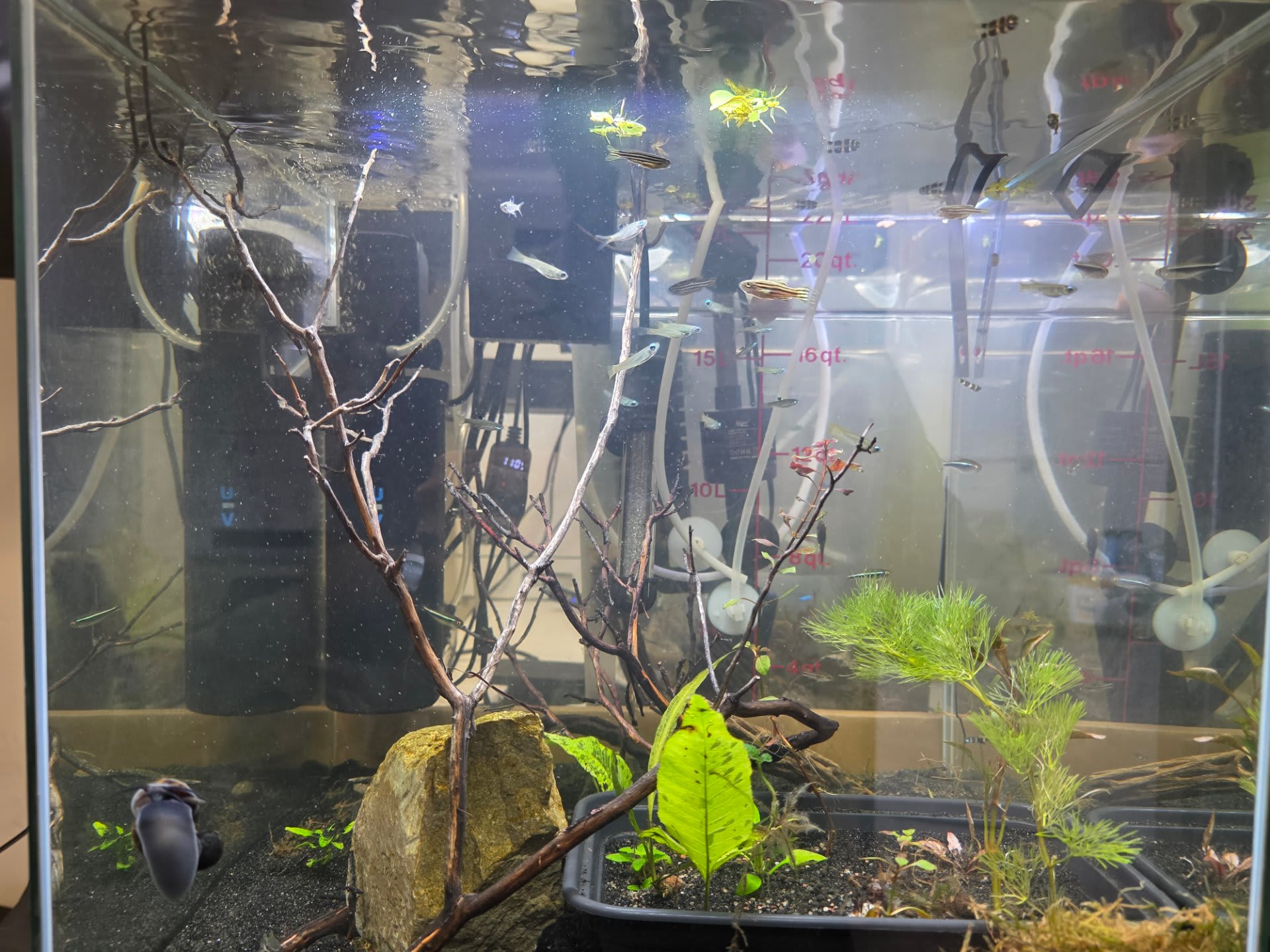 Manzanita B & W Cube