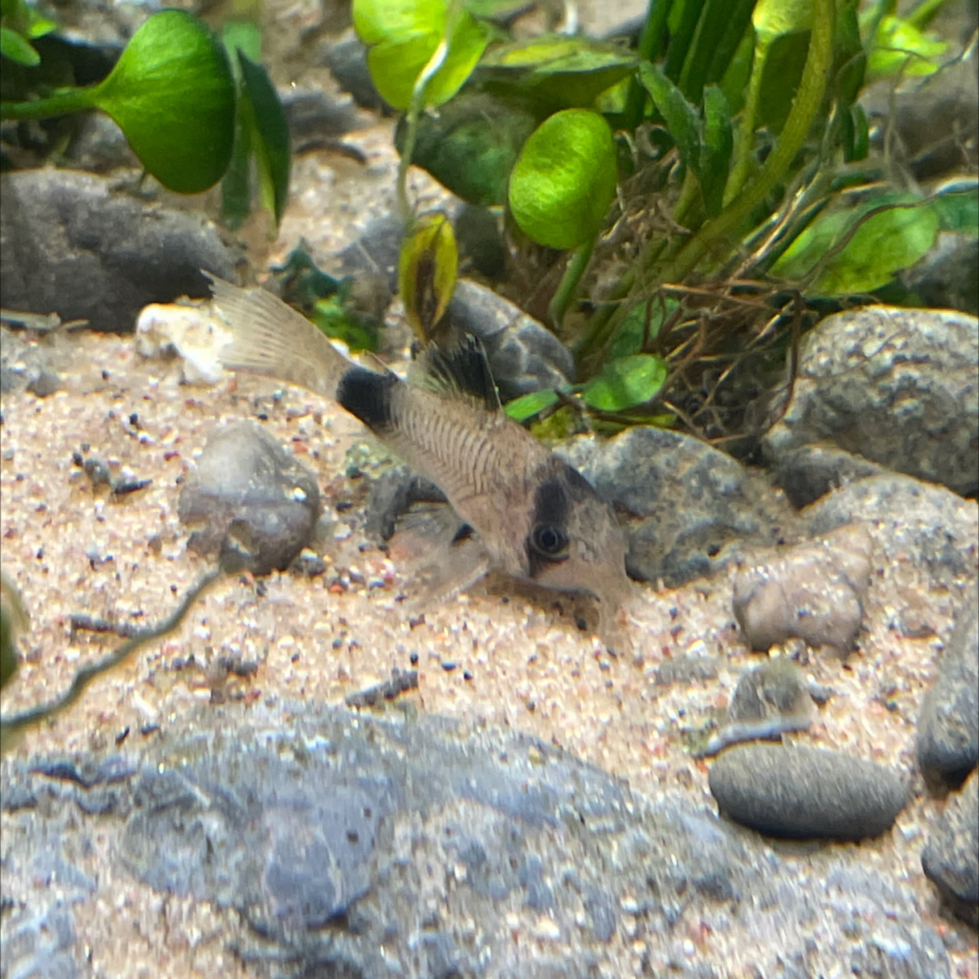 Panda Corydoras