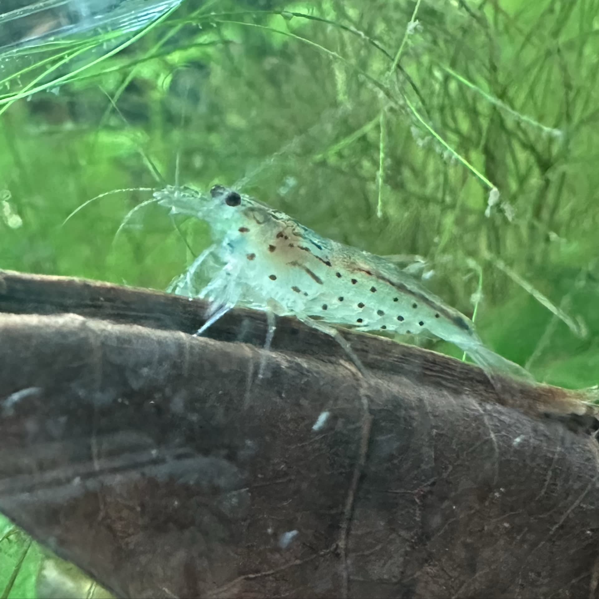 Amano Shrimp
