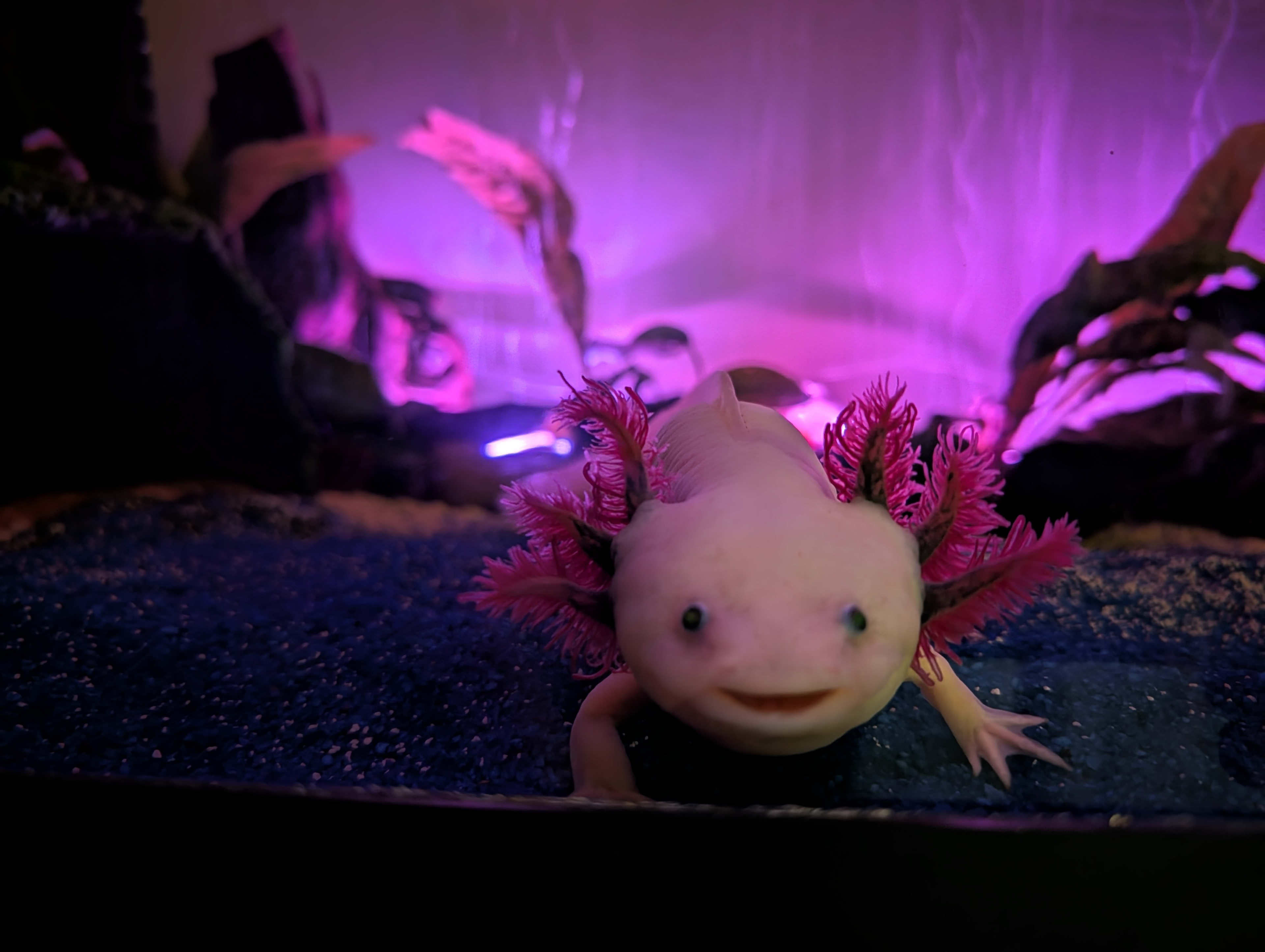 Leucistic Axolotl