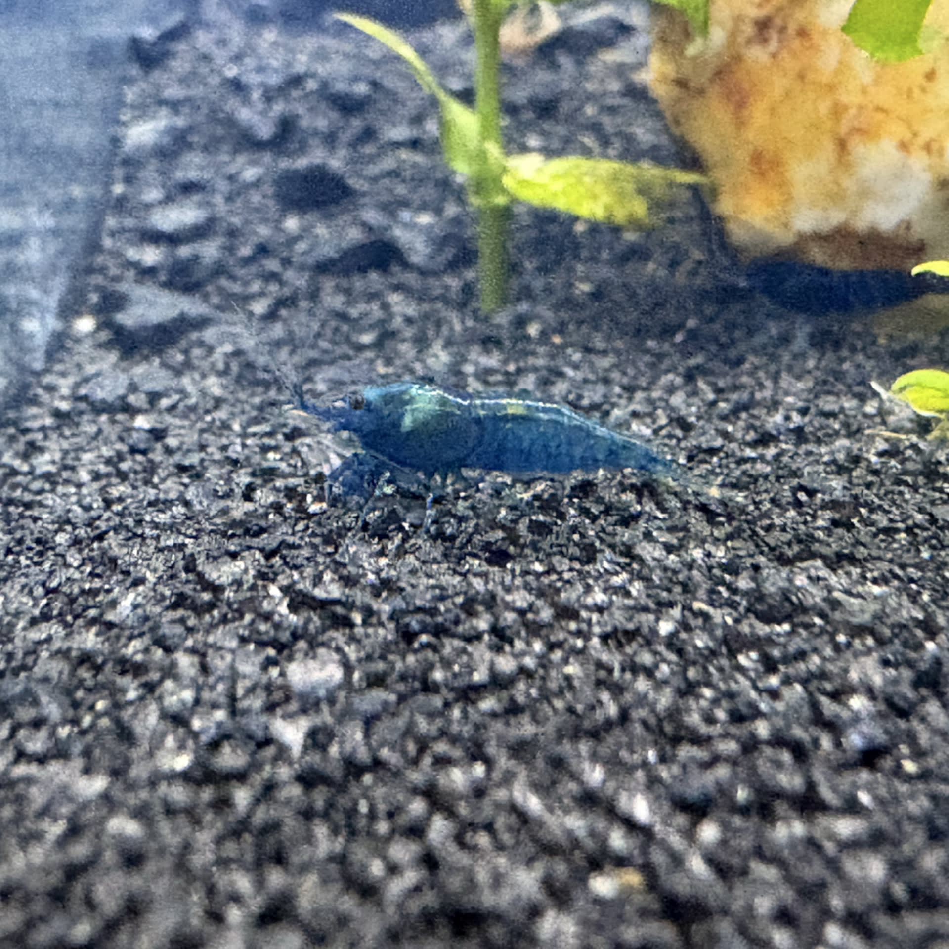 Dwarf Blue Diamond Shrimp