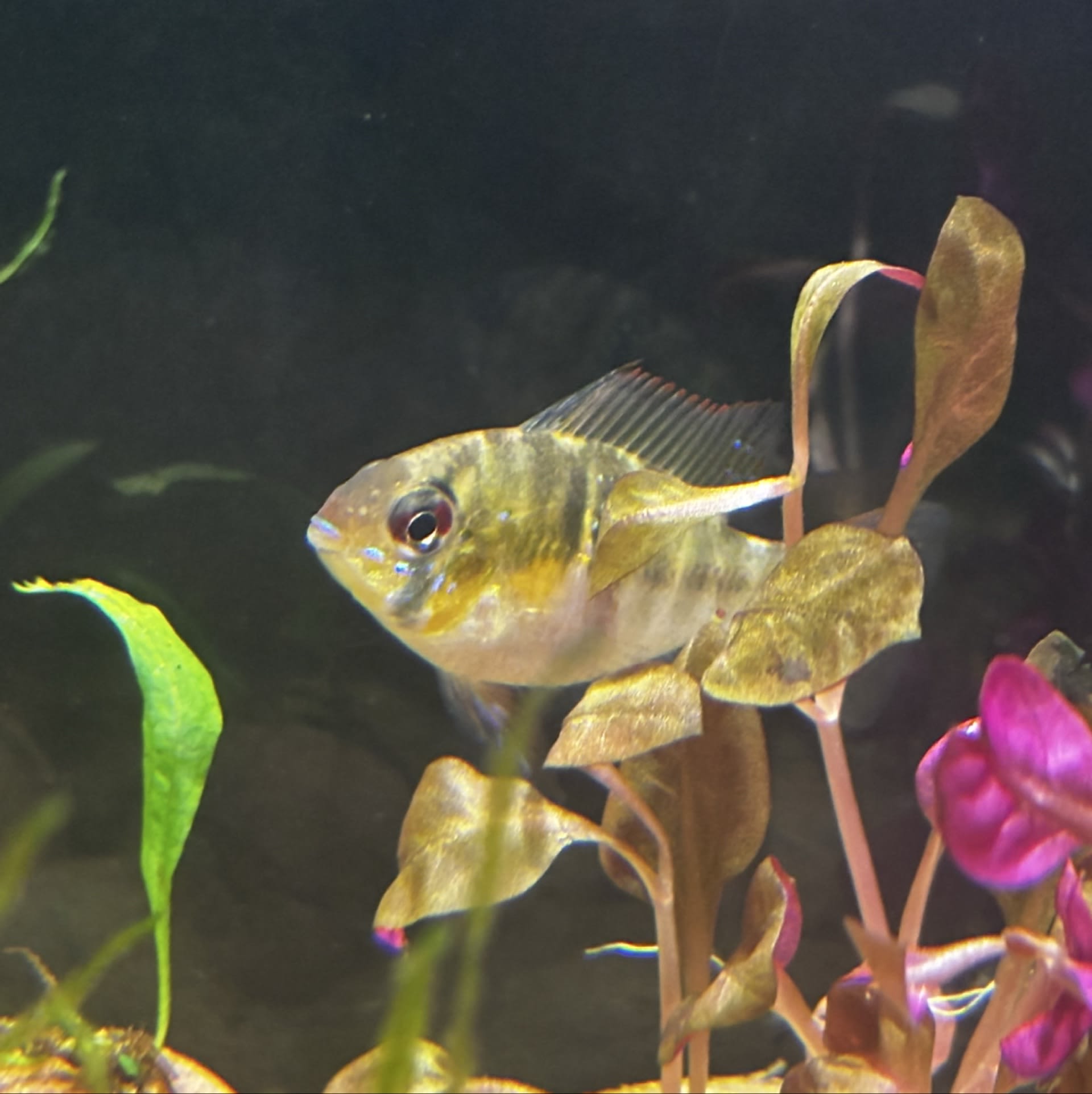 German Blue Ram