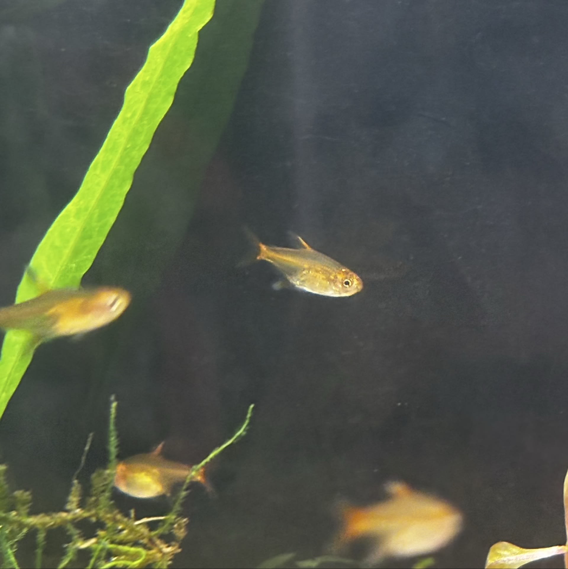 Ember Tetra