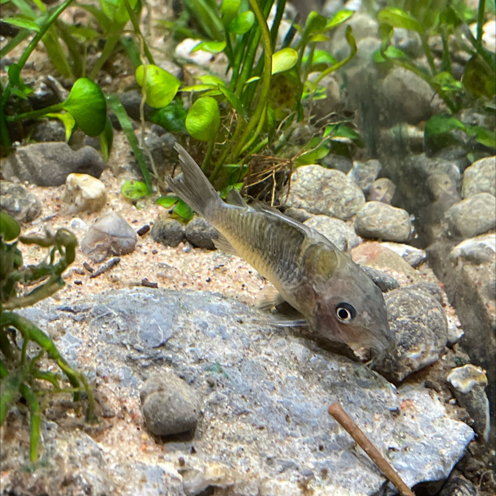 Emerald Corydoras