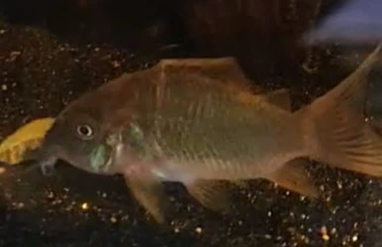 Emerald Corydoras