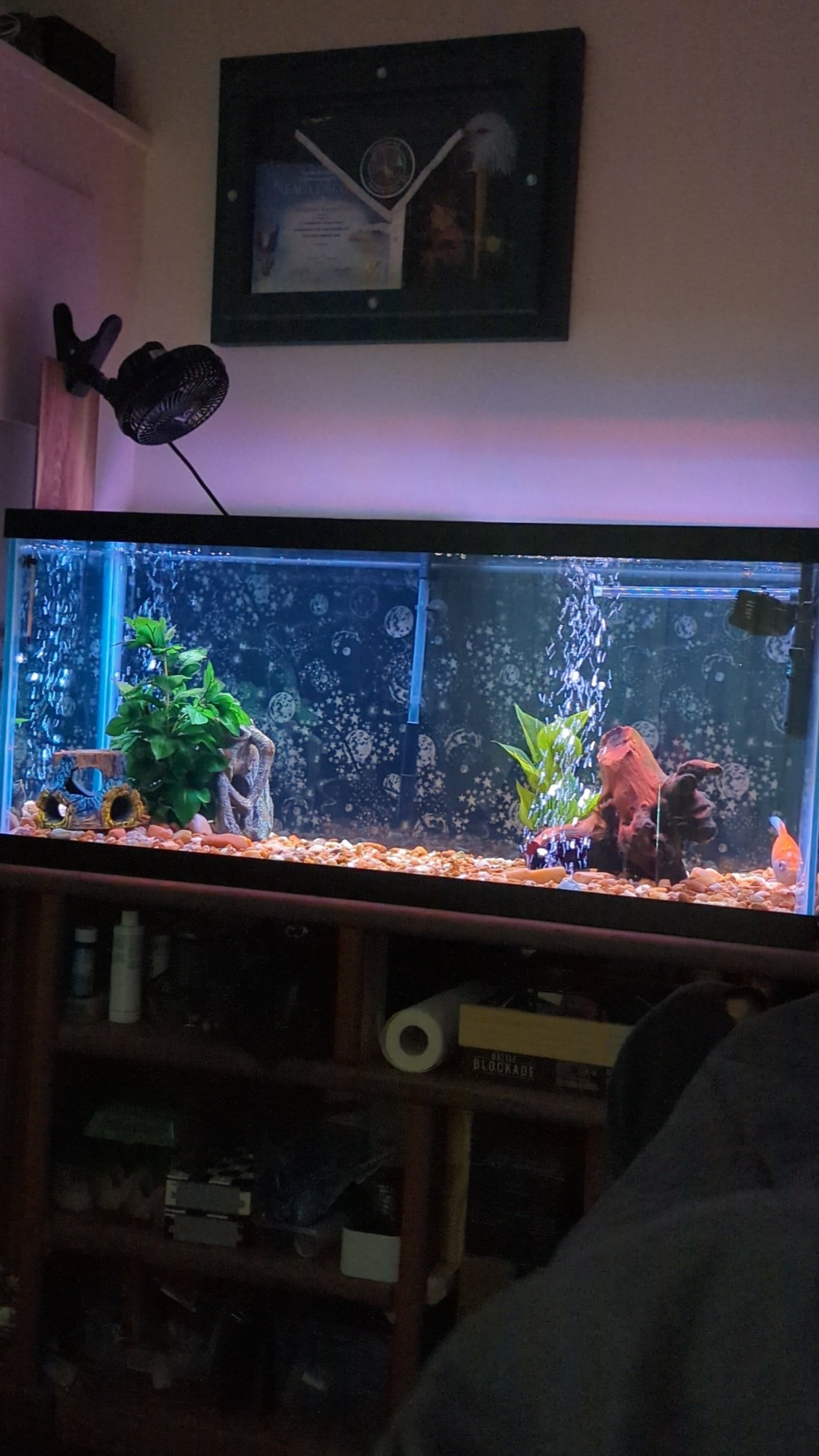 Sushi's Retirement