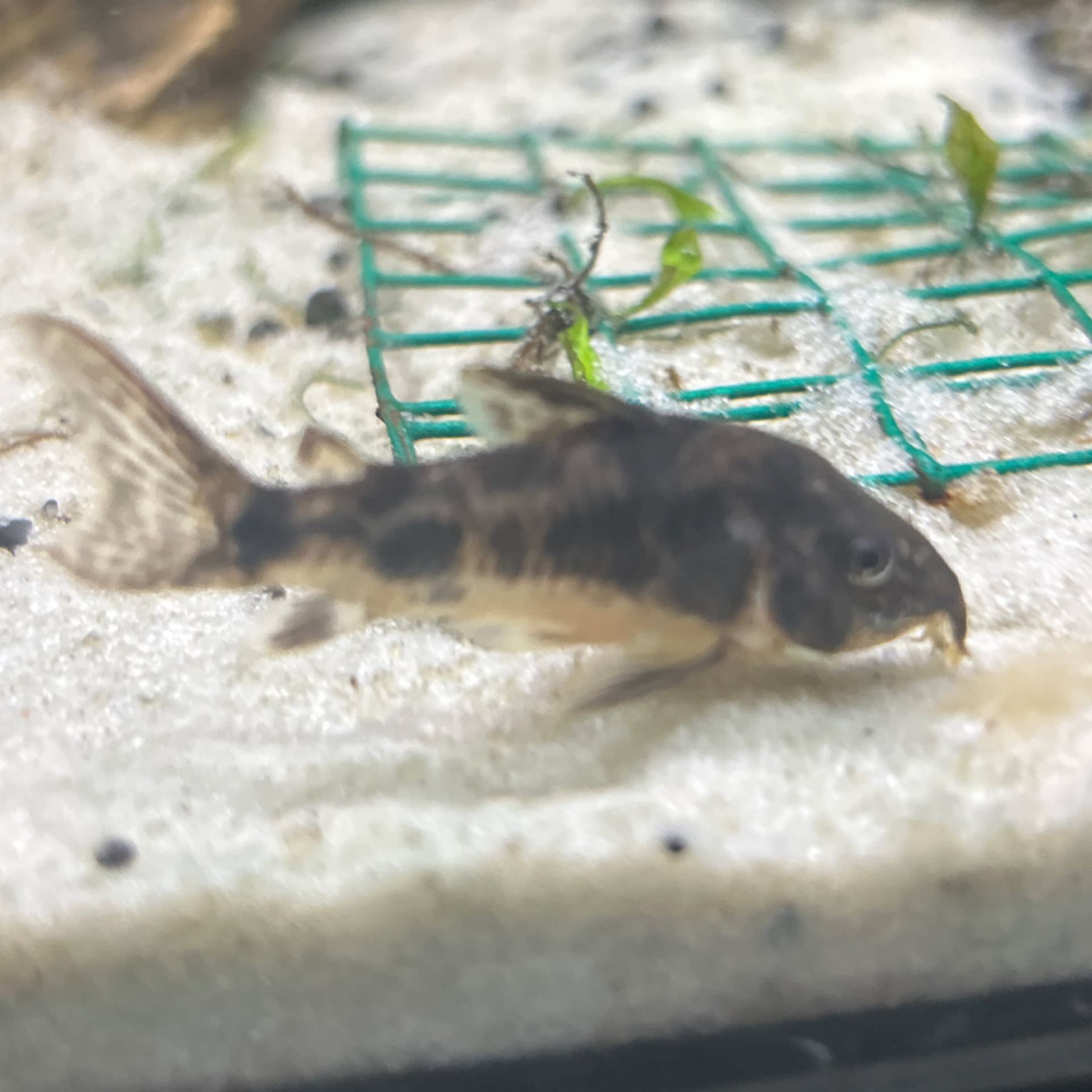 Peppered Corydoras