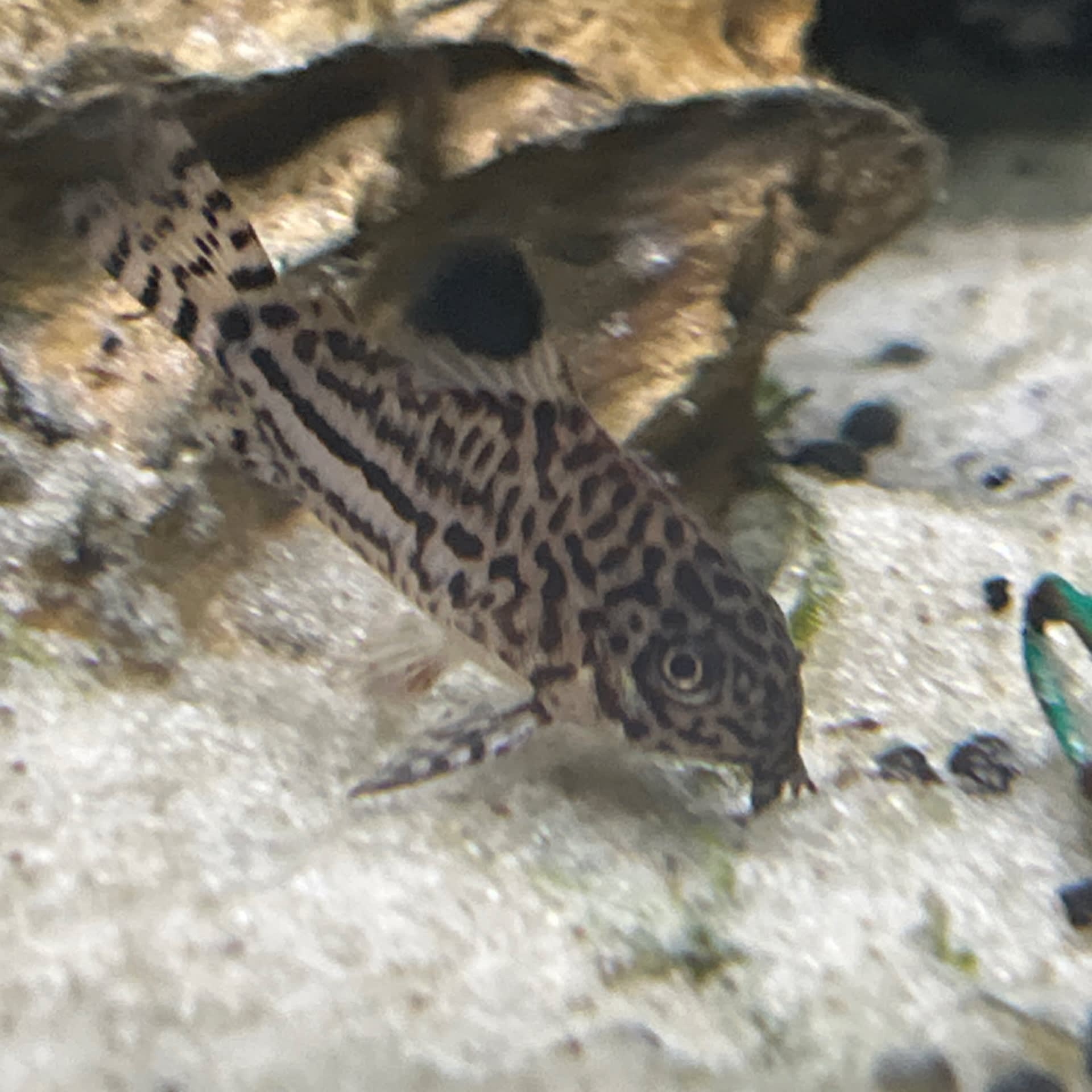 Julii Corydoras