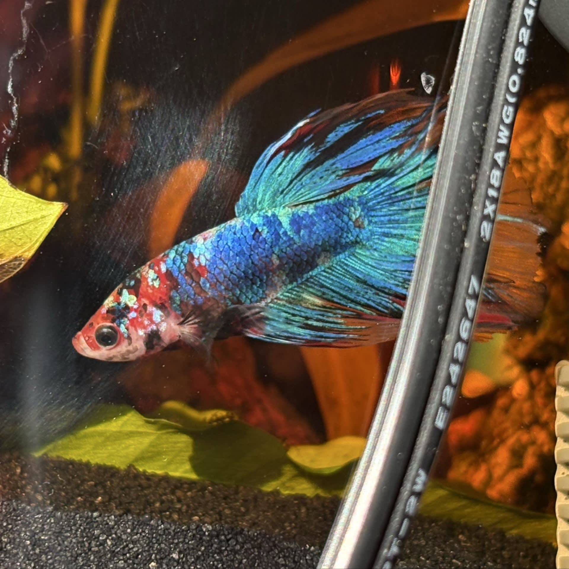 Galaxy Koi Betta