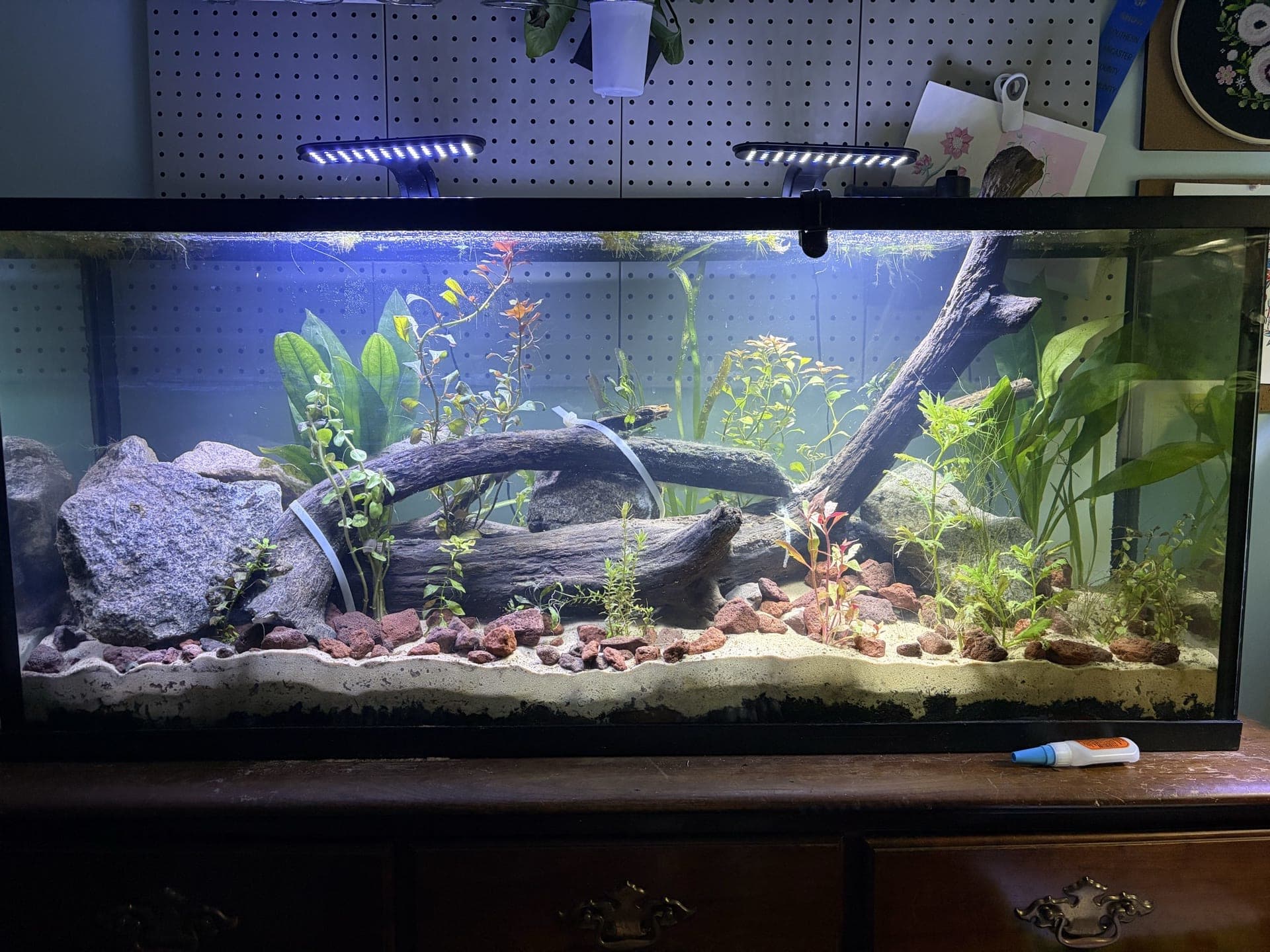 55 Gallon Community Tank
