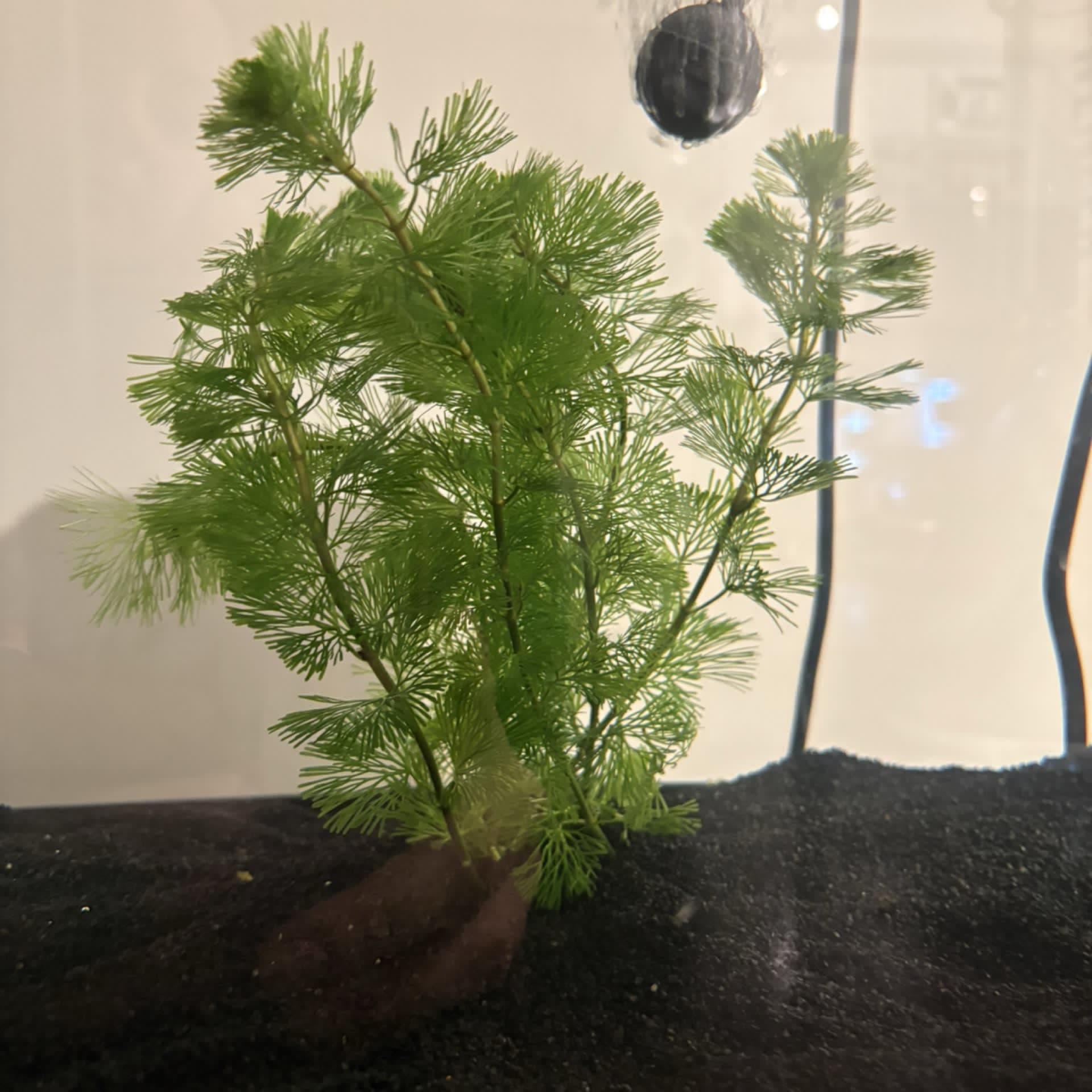 Cabomba