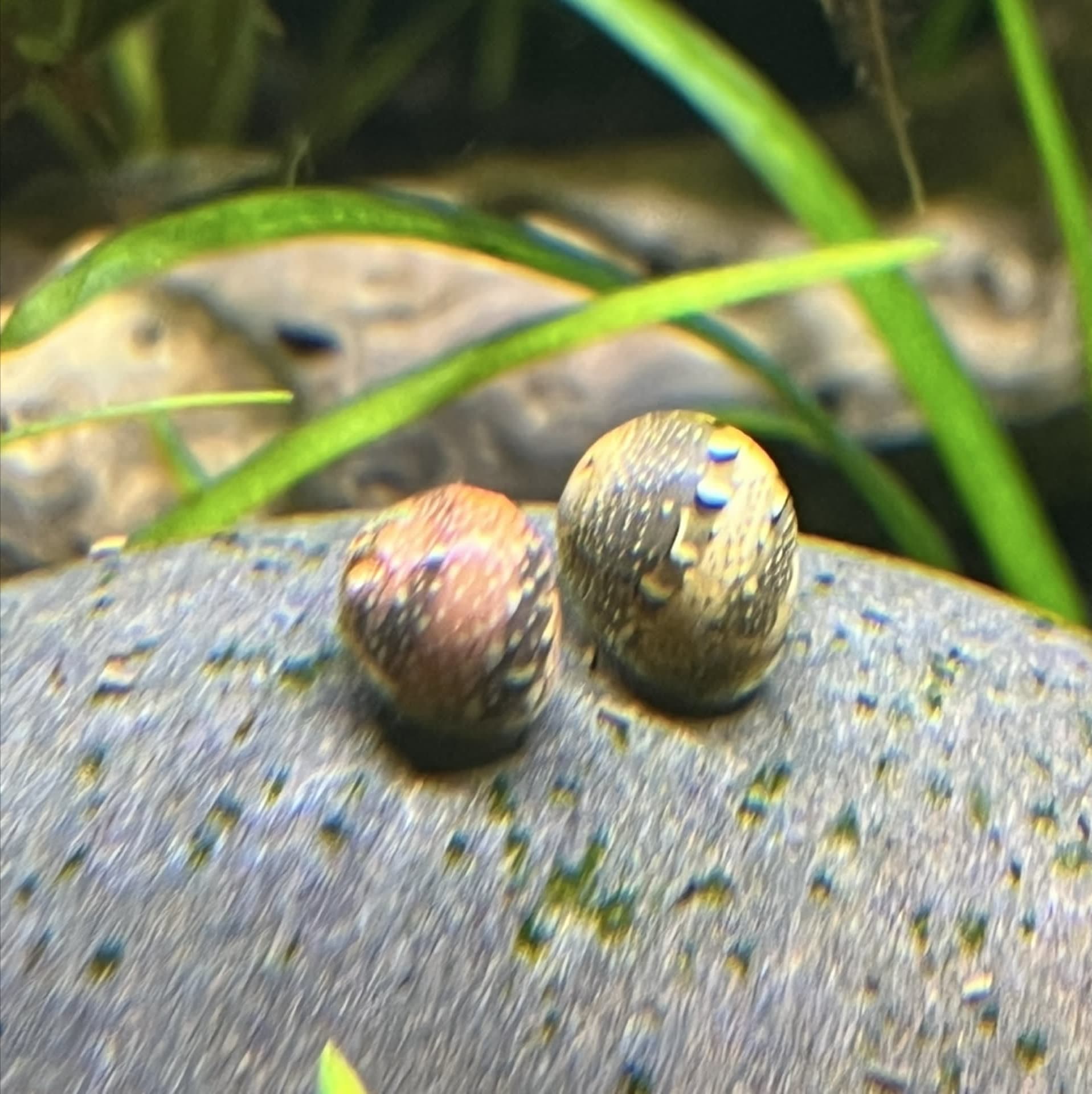 Nerite Snail
