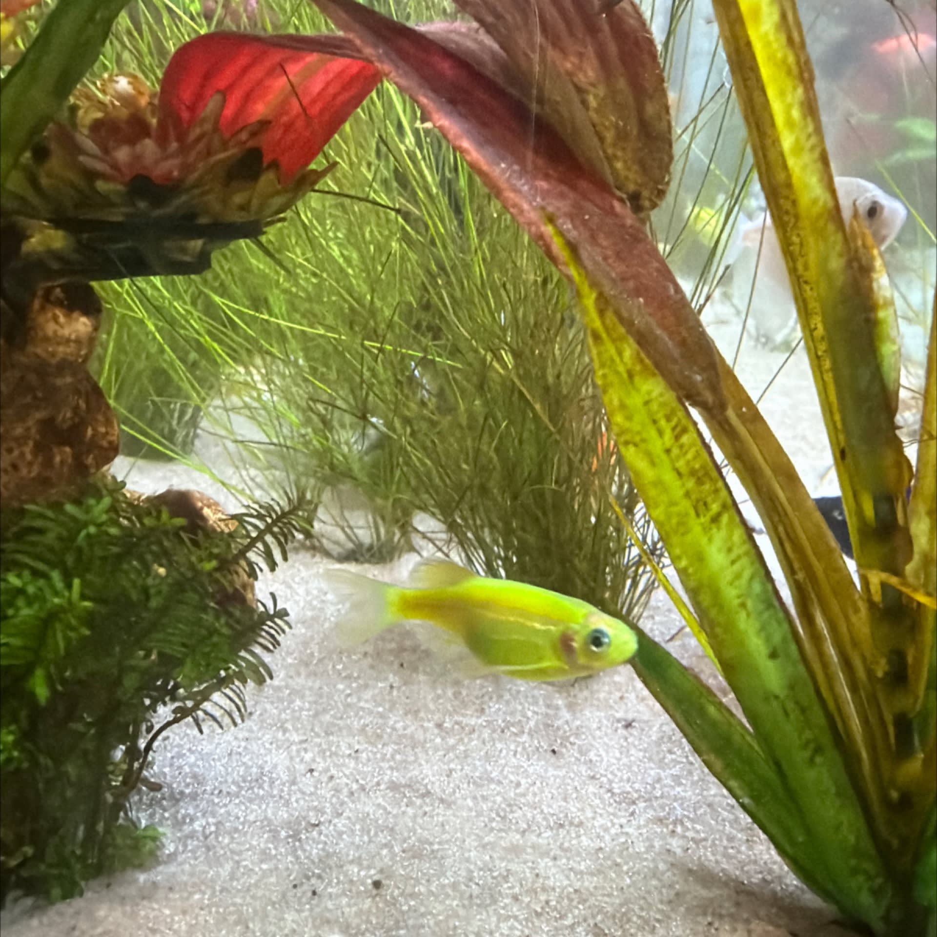 GloFish Danio