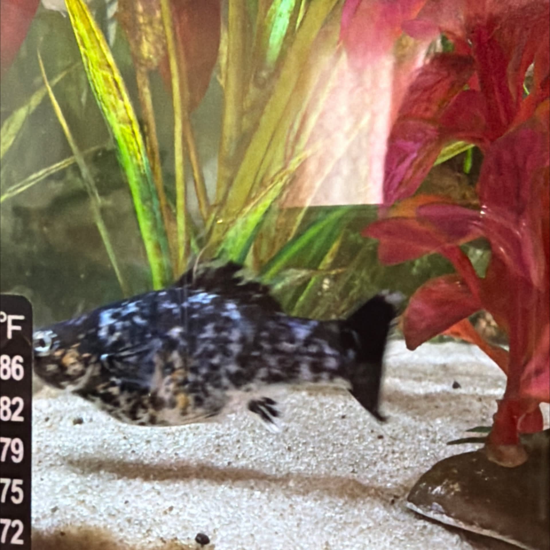 Dalmatian Molly