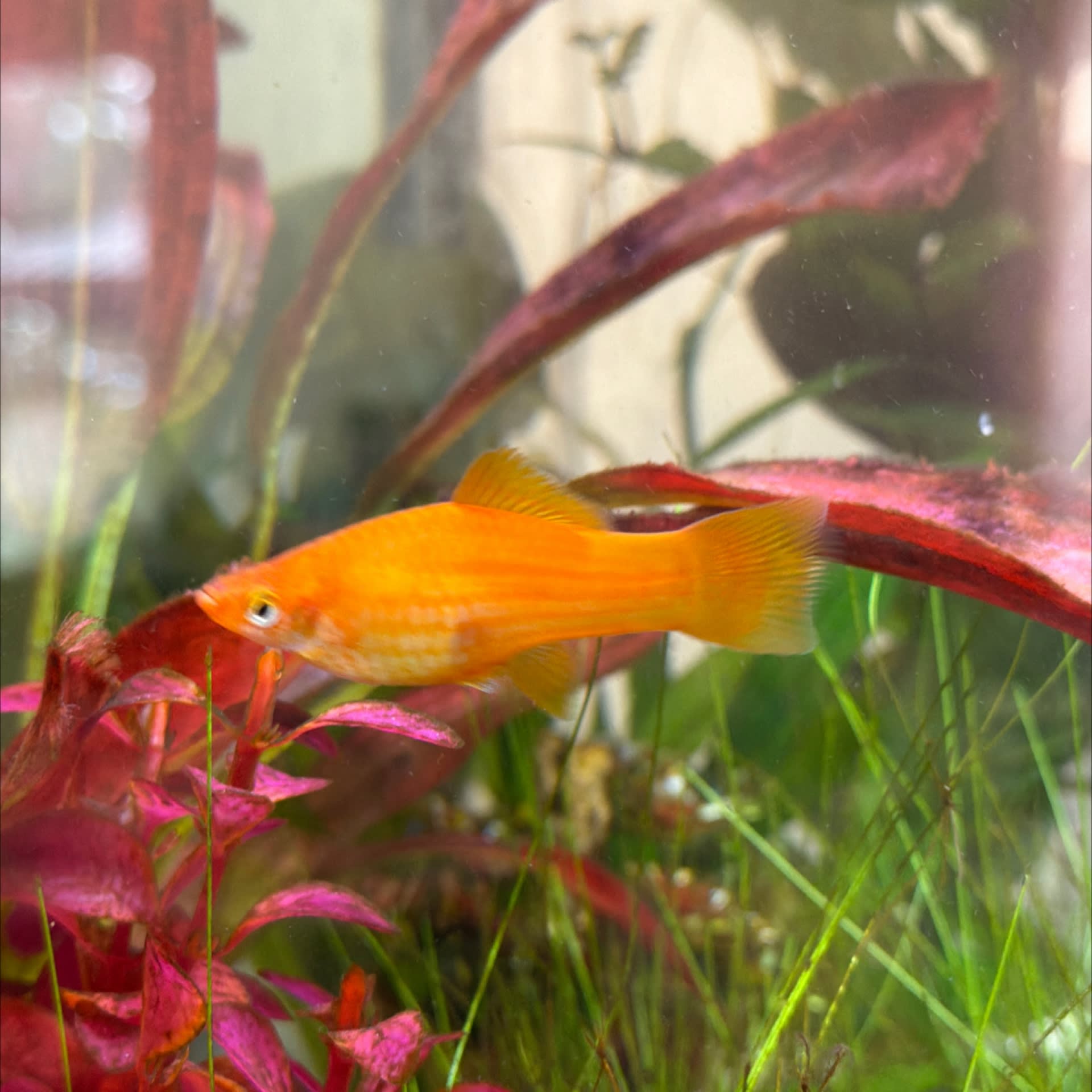 Swordtail