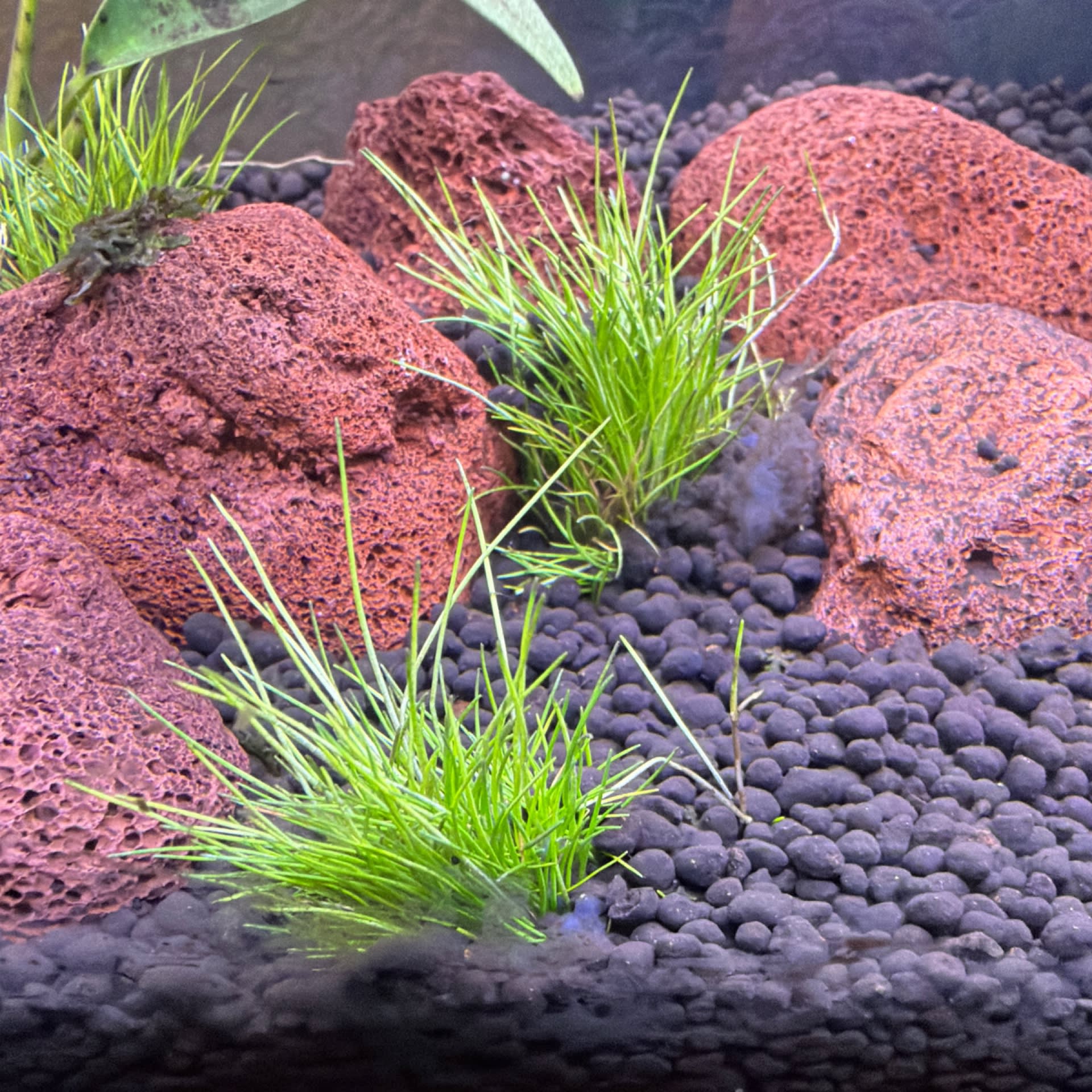Dwarf Hairgrass