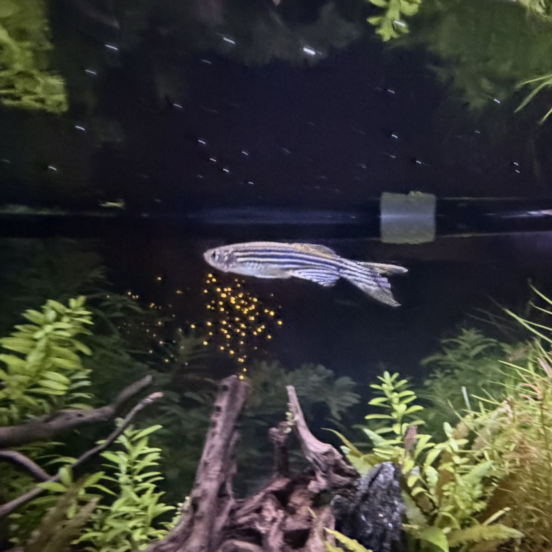 Zebra Danio