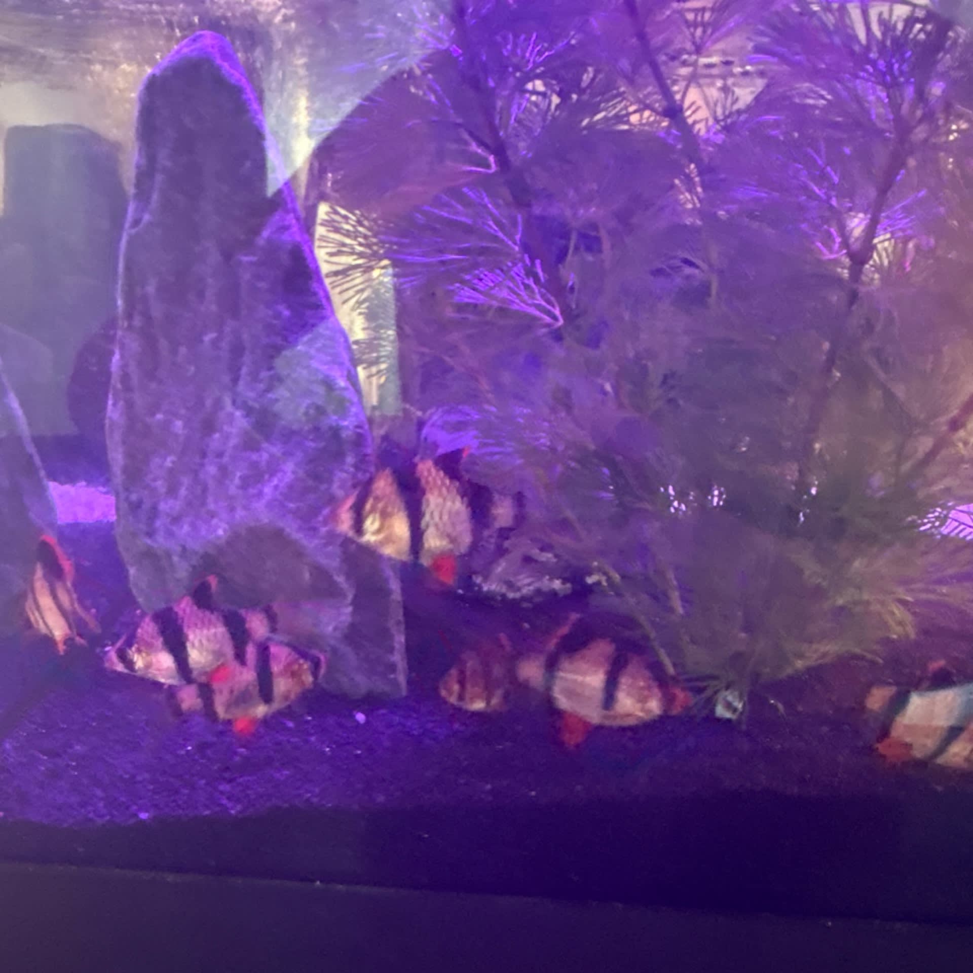 Tiger Barb
