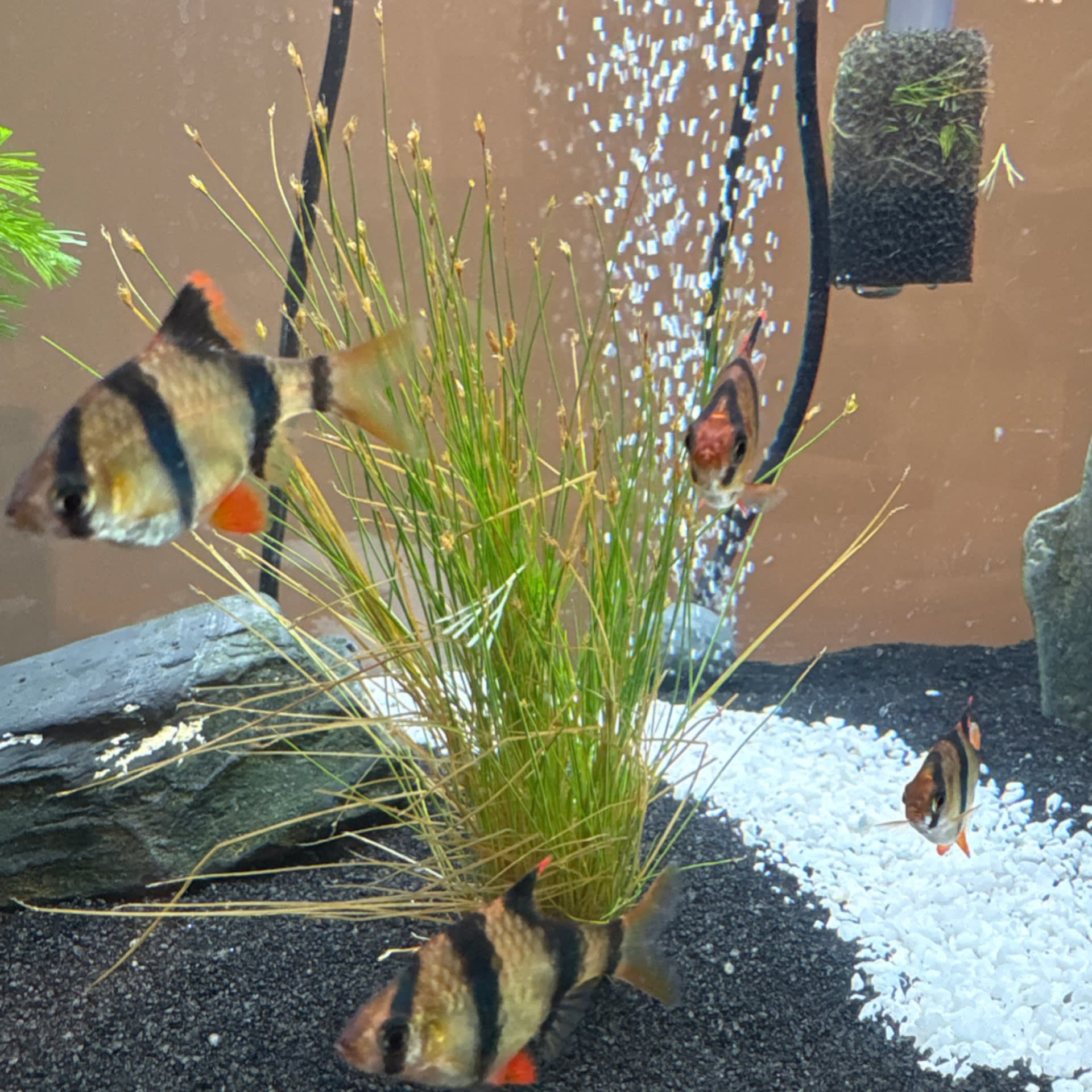Dwarf Hairgrass